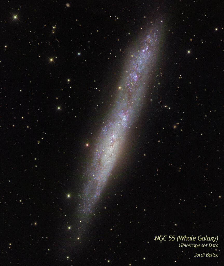 Whale Galaxy